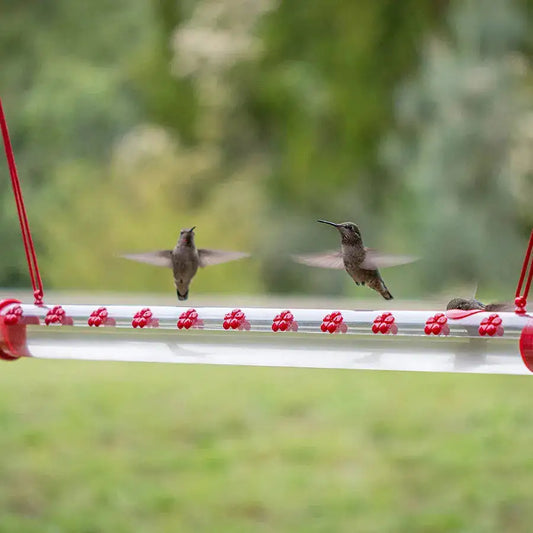 Hummingbird Feeder