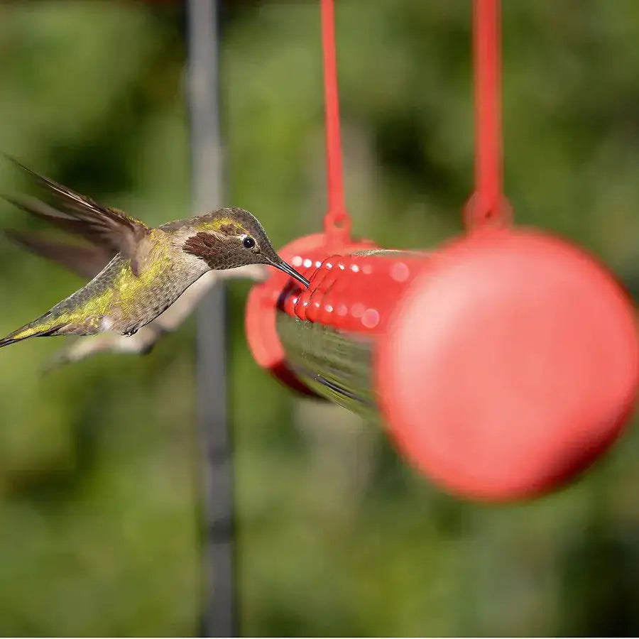 Hummingbird Feeder